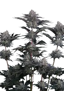 Photo of Mendo Frost Auto