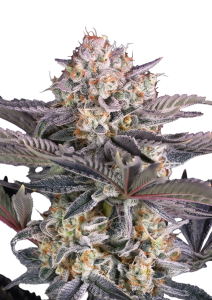 Mendo Frost Auto