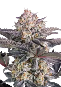 Photo of Mendo Frost Auto