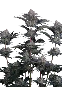 Mendo Frost Auto™