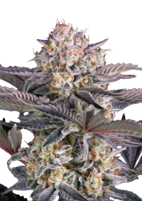 Mendo Frost Auto™