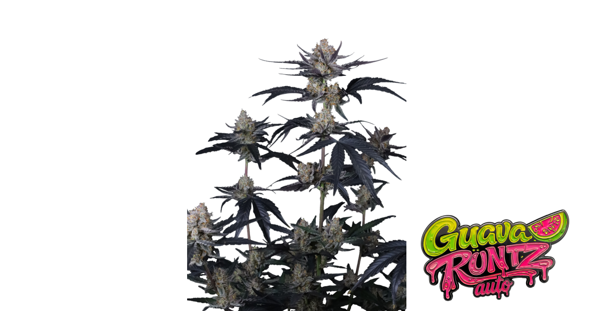 Guava Runtz Auto