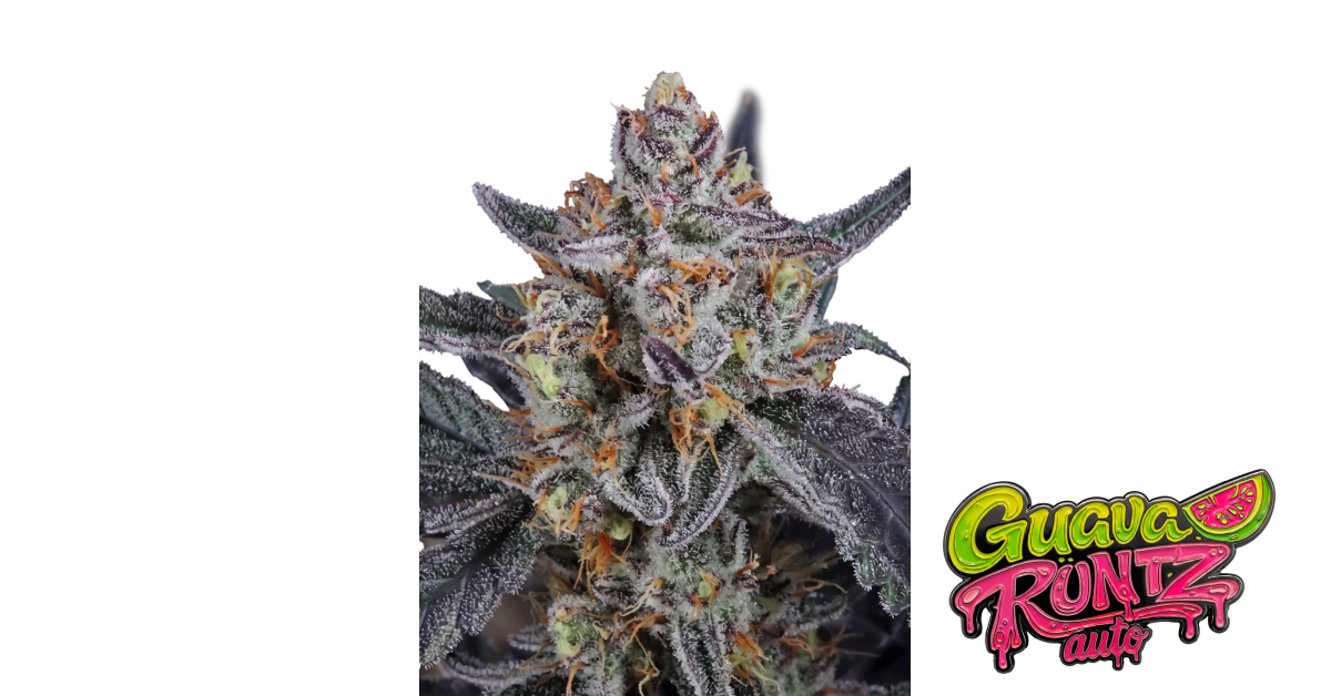 Guava Runtz Auto — breeder photo