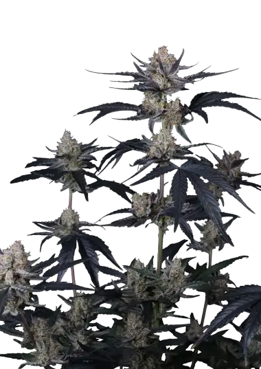 Photo of Guava Runtz Auto