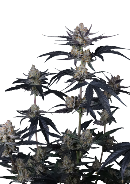 Guava Runtz Auto