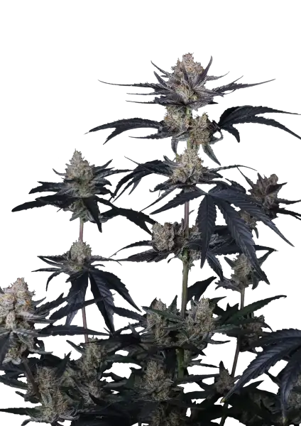 Photo of Guava Runtz Auto