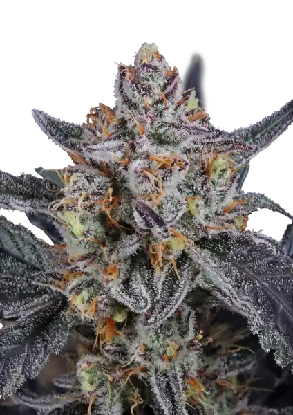 Photo of Guava Runtz Auto