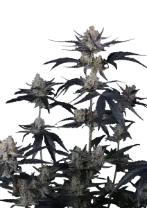 Photo of Guava Runtz Auto