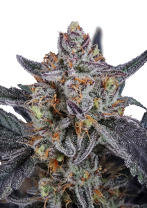 Guava Runtz Auto