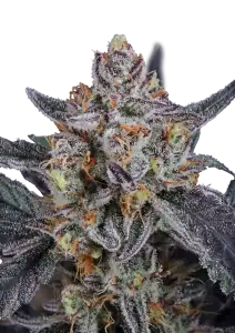 Photo of Guava Runtz Auto