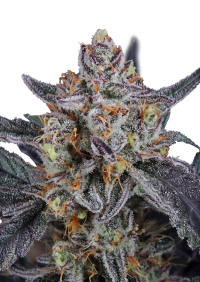 Guava Runtz Auto™