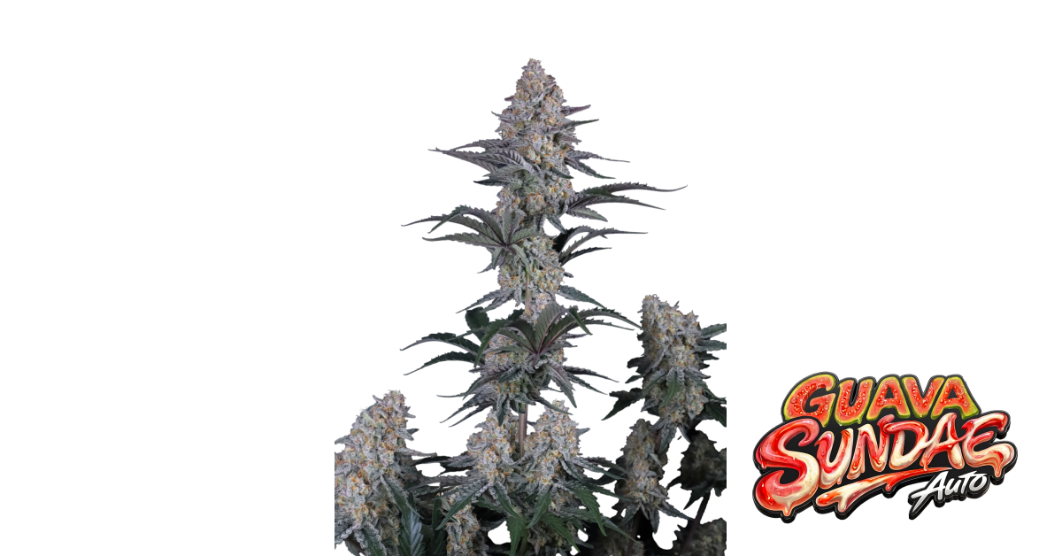 Guava Sundae Auto — breeder photo