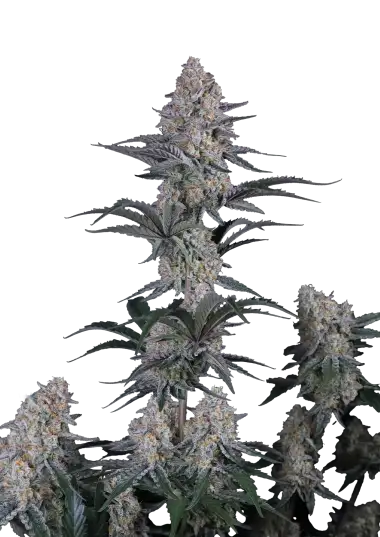 Photo of Guava Sundae Auto