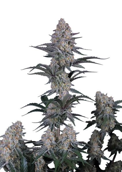 Guava Sundae Auto cannabis strain by Fast Buds