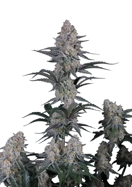 Photo of Guava Sundae Auto