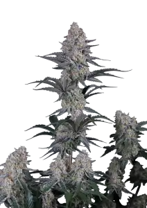 Photo of Guava Sundae Auto