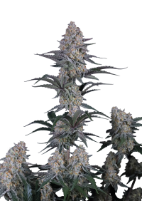 Guava Sundae Auto™