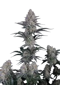 Guava Sundae Auto™