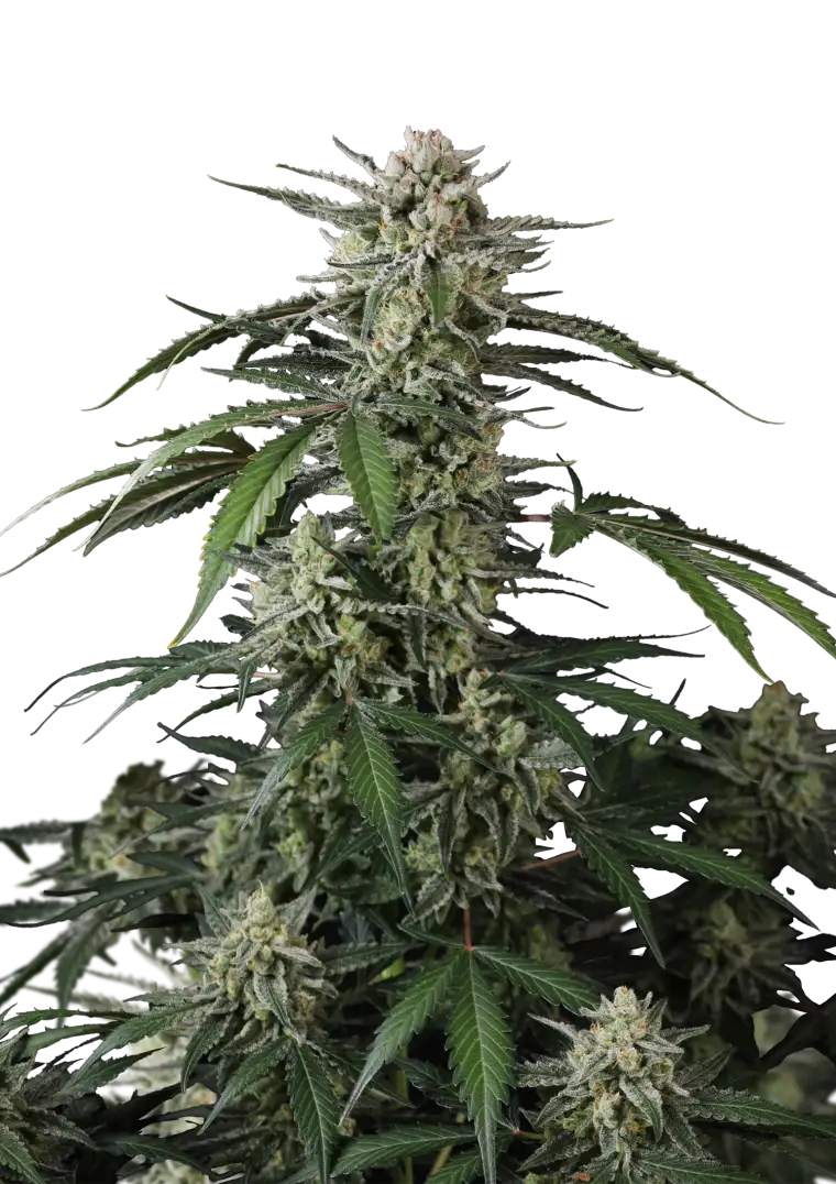 Banana Guava Auto Cannabissamen von Fast Buds