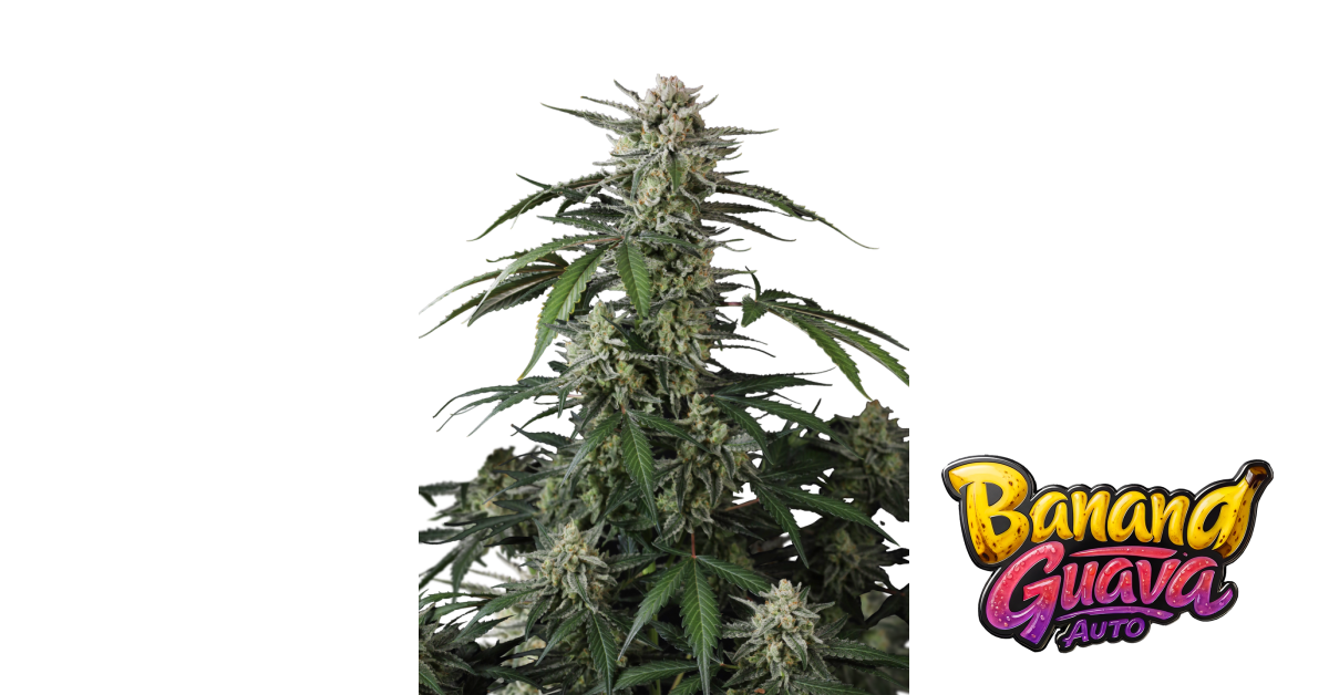 Banana Guava Auto — breeder photo