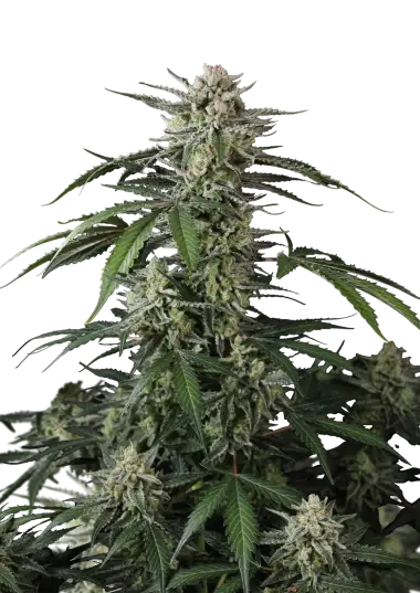Photo of Banana Guava Auto
