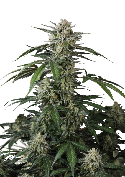 Banana Guava Auto