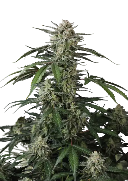 Photo of Banana Guava Auto