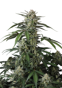 Banana Guava Auto