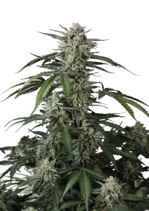 Photo of Banana Guava Auto