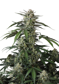 Banana Guava Auto™