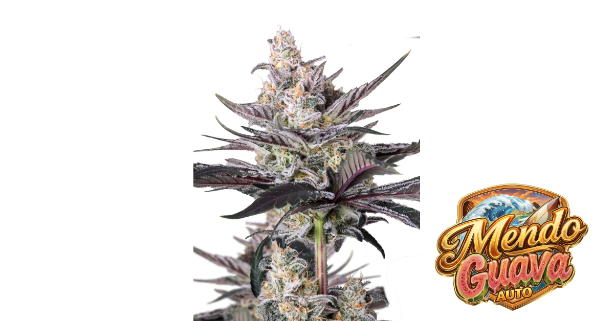 Mendo Guava Auto — breeder photo