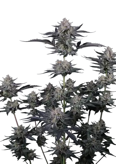 Photo of Mendo Guava Auto