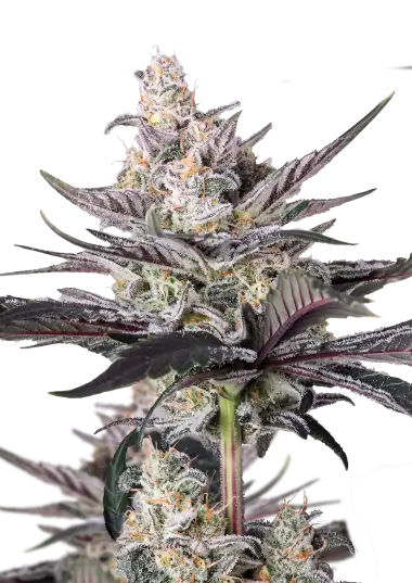 Photo of Mendo Guava Auto