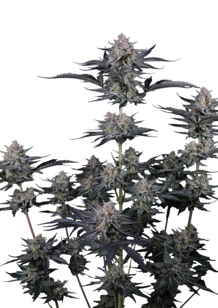 Mendo Guava Auto