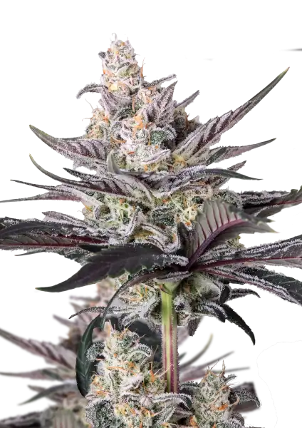 Photo of Mendo Guava Auto
