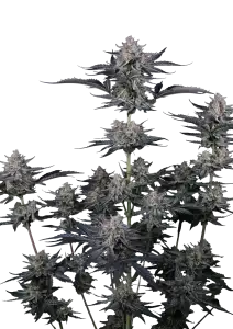 Photo of Mendo Guava Auto