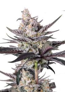 Mendo Guava Auto