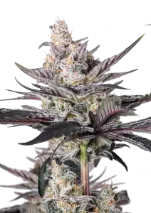 Photo of Mendo Guava Auto