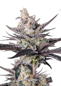Mendo Guava Auto™