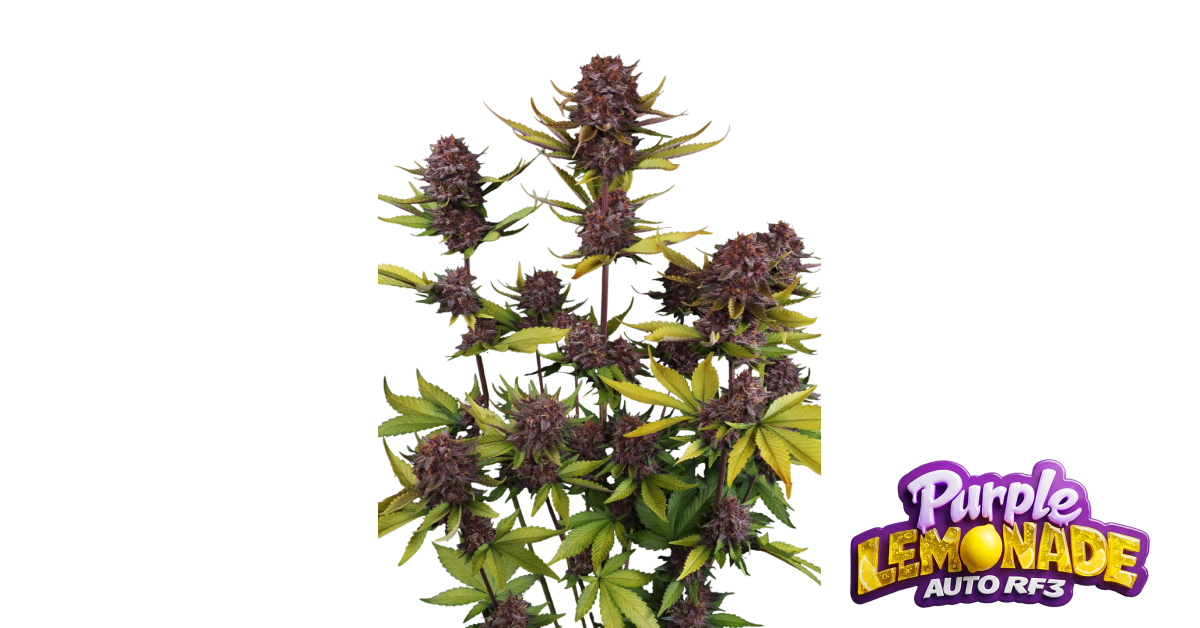 Purple Lemonade Auto RF3 — breeder photo