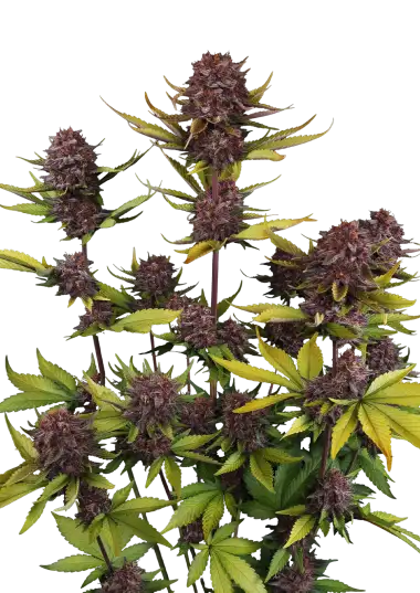 Photo of Purple Lemonade Auto RF3