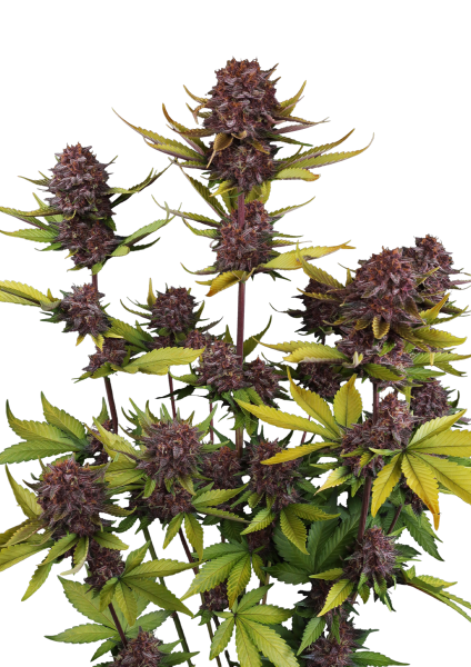 Purple Lemonade RF3 Auto