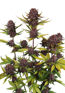 Purple Lemonade Auto RF3