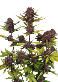 Purple Lemonade Auto RF3™