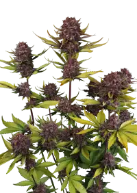 Purple Lemonade Auto RF3™