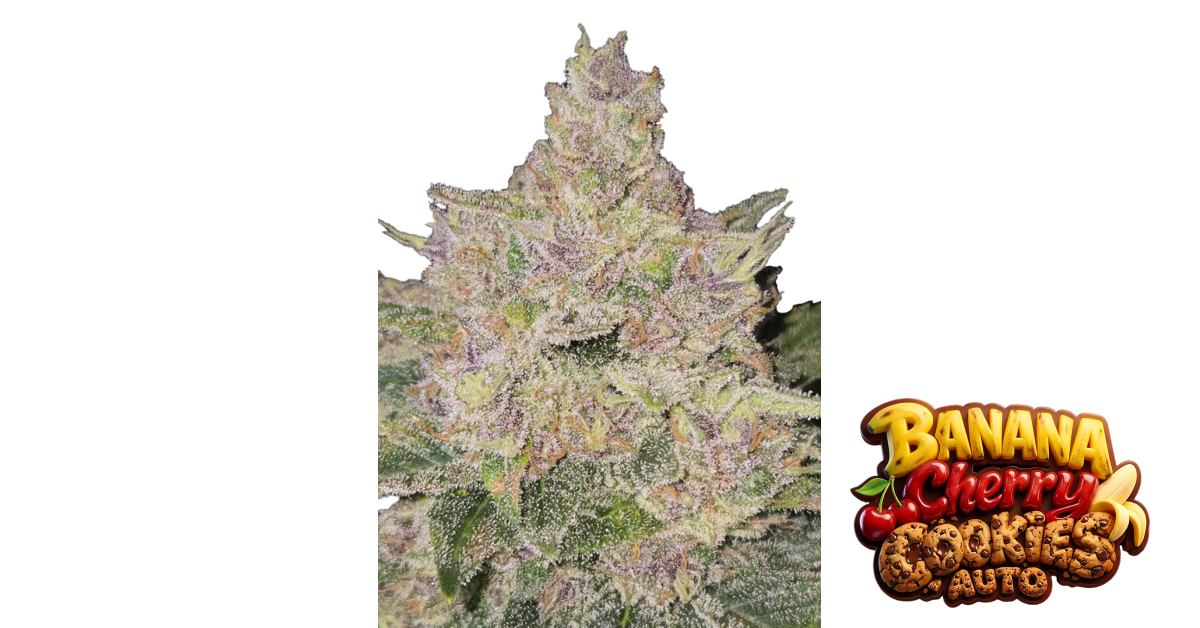 Banana Cherry Cookies Auto — breeder photo