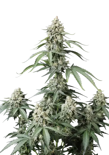 Photo of Banana Cherry Cookies Auto