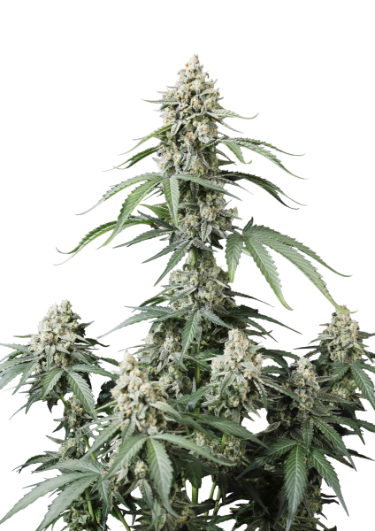 Banana Cherry Cookies Auto