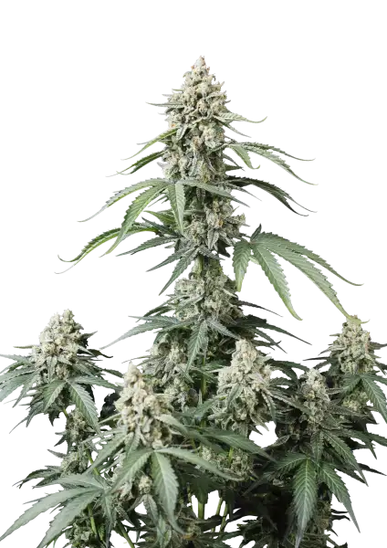 Photo of Banana Cherry Cookies Auto