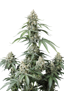 Banana Cherry Cookies Auto
